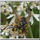 Dolichovespula sylvestris - Waldwespe 04.jpg